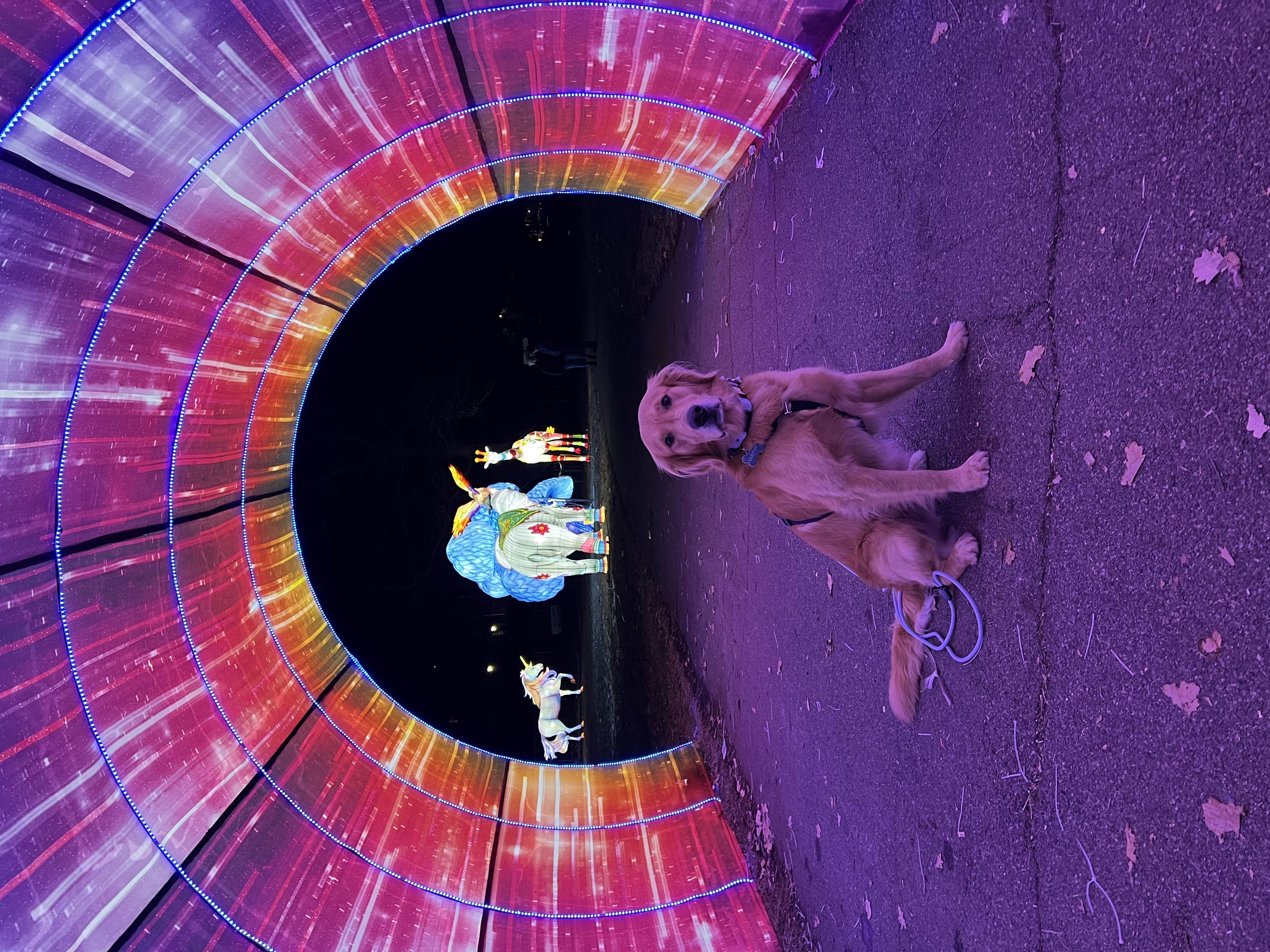 Murphy's Adventure Photo